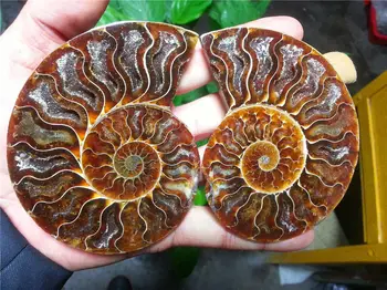

8fa j00881 1 pairs of Split Ammonite Fossil Specimen Shell Healing Madagascar vv