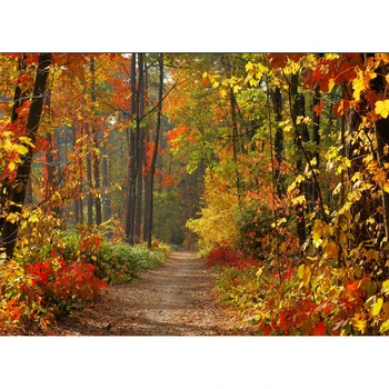 

Autumn Forest Landscape Background Fall Colors Footpath Backdrop Pleasant Woods Banner Portrait Photo Studio Wallpapers Poster