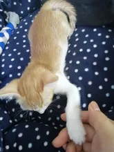 Scissors Nail-Cutter Professional Claw-Toe LED Pet-Dog-Cat Clea Stainless-Steel Safety