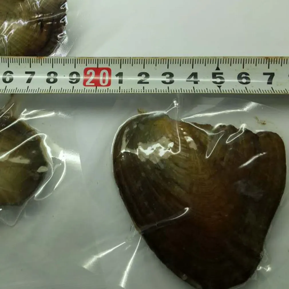 Vacuum package freshwater pearl small mussel river clam pearl one clam one bead 5