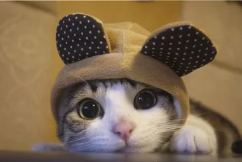 

Lovely Cats That I Can't Stop Falling In Love With Greeting Card 30pcs Delicate Classical Retro Recycled Postcard Gift