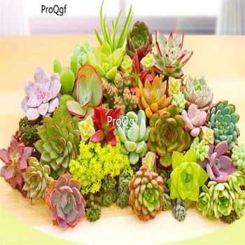 

Ngryise 10Pcs A Set random succulent
