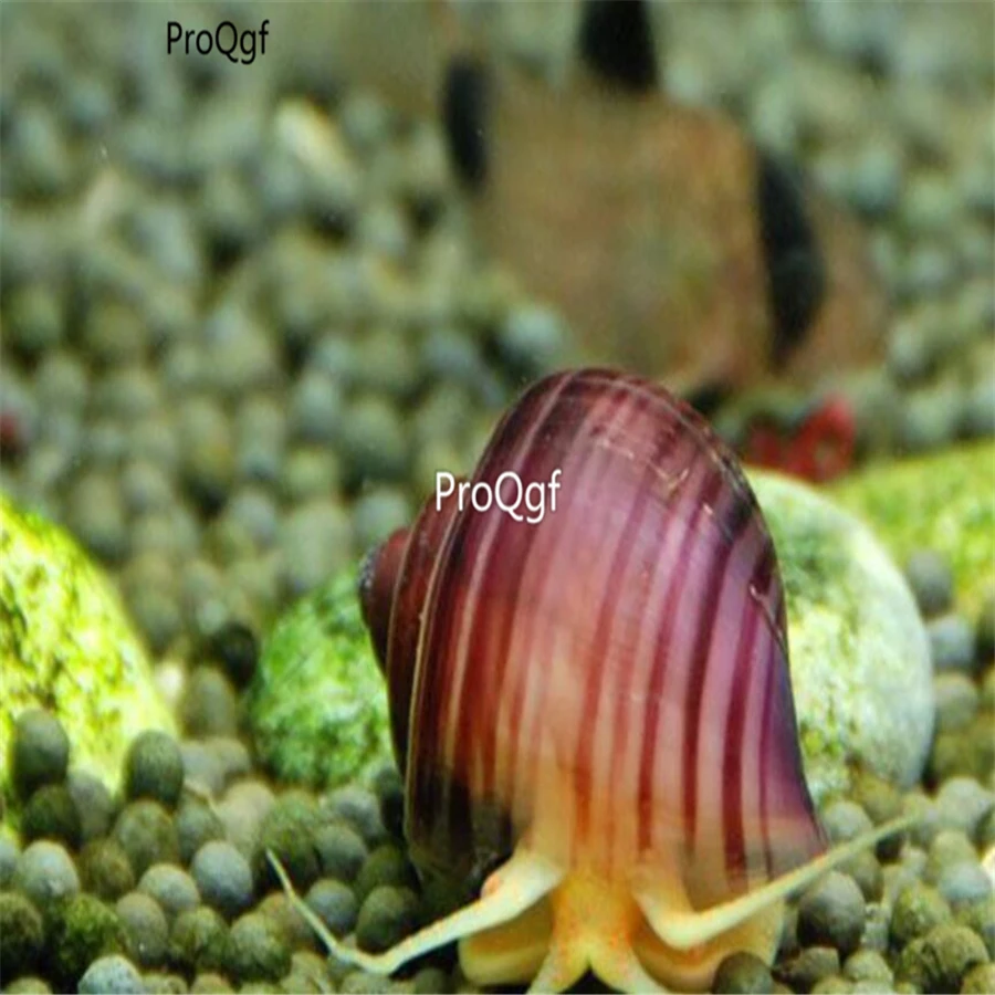Ngryise комплект из 2 предметов Pomacea bridgesii