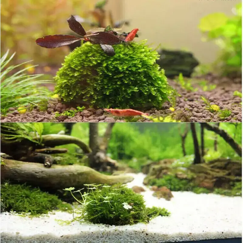 Аквариумный мох Marimo Ball фильтр живые растения для аквариума фильтр для Java Shrimps аквариум для домашних животных Декор поставки живое растение держатель