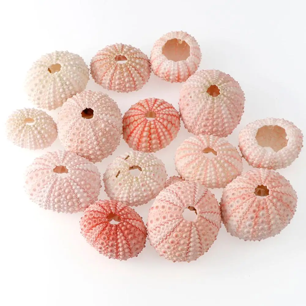 2 4 6pcs 3 5 5 Cm Natural Small Pink Sea Urchin Shell Natural