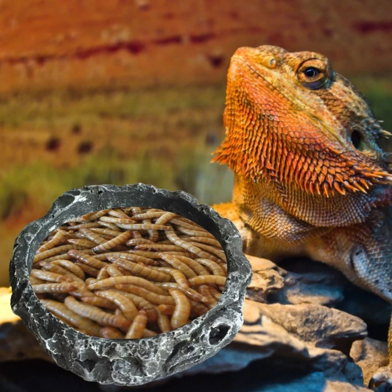 G5AB Reptile Bowl, Turtle Water Dish, Round Food Bowl, Resin Escape Proof Feeder, For Small Medium Size Pet Lizard Leopard Gecko, reptile feed bowls