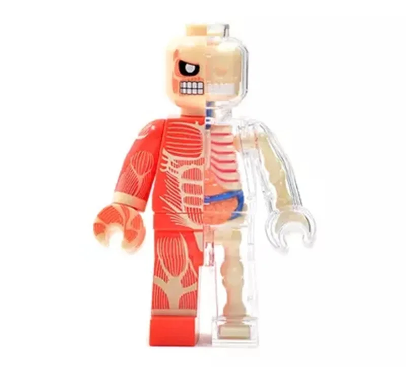 

4D MASTER Artist JASON freeny Educational Assembled Fashion-Bricks People Transparent Skeletal Anatomy