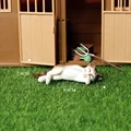 Sleeping cat A