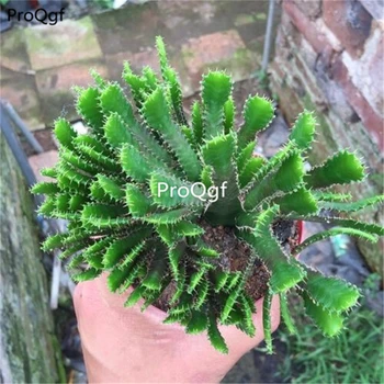 

Ngryise 1 Set Euphorbia stellata