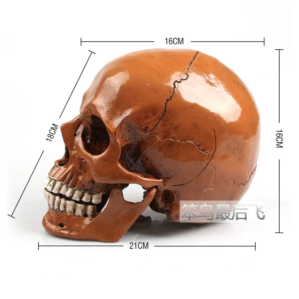 

Antique brown 1: 1 human skull model life size resin skull model art teaching human skeleton model free shipping