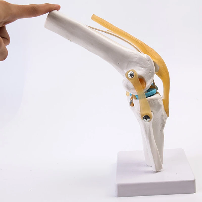 

detachable knee joint model handt/foot/shoulder/hip joint teaching model