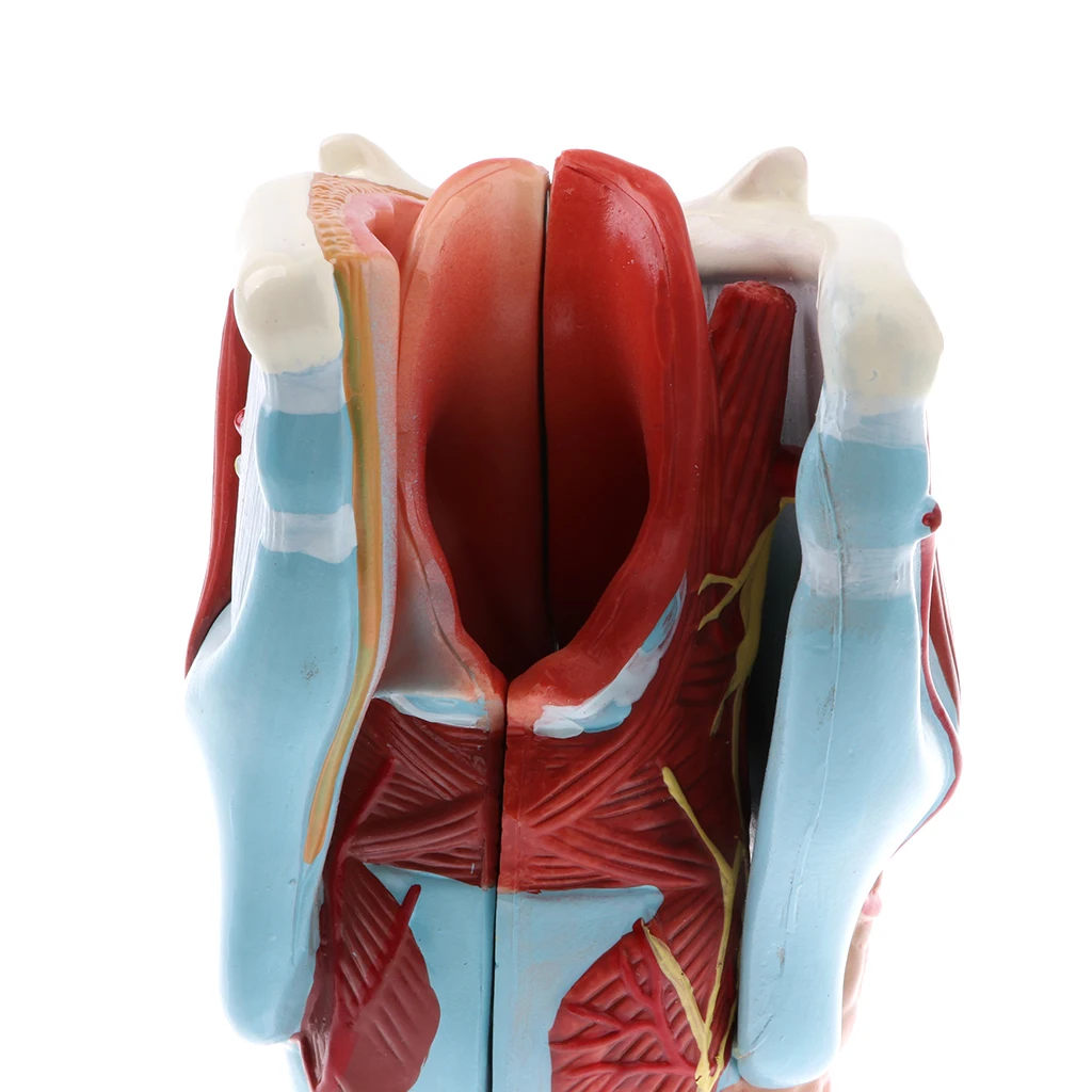 Professional 2x Human Pharynx And Larynx Skeleton Model,5 Parts, Science Toy Laboratory Equipment