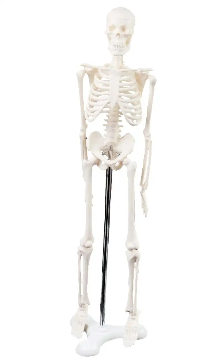 45 см анатомическая Анатомия человека медицинская модель скелета плакат