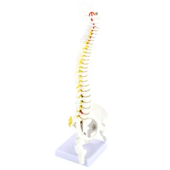 

PVC Human Spine Model School Hospital Educational Spine Anatomical Model Anatomy Medical Nurse Vertebral Column Model Doctor