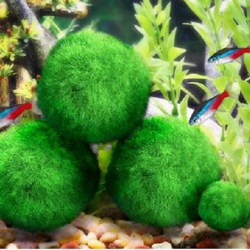 Новое поступление аквариум мох шариков Aquaristics аквариум для креветок мох рыб аквариум живые рыбы растения водная травяная креветка Водяные Шарики