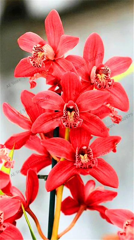 Распродажа! цветы в горшках Орхидея бонсай Cymbidium сад Цикада Орхидея Cymbidium Орхидея при цветении 100 шт,# T4TKSW - Цвет: 12