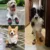 Truelove Pet Dog Shoes For Small Big Dogs Outdoor Reflector Shoes For Dogs Paws Puppy Shoes Dog Boots Shoes Buty Dla Psa