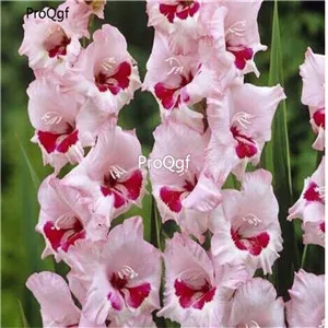 Ngryise 30 шт набор Vaniot Houtt gladiolus - Цвет: 8