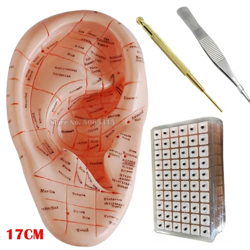 600pcs/lot Ear Press Seed Auricular Vaccaria Seed Ear Model Acupuncture