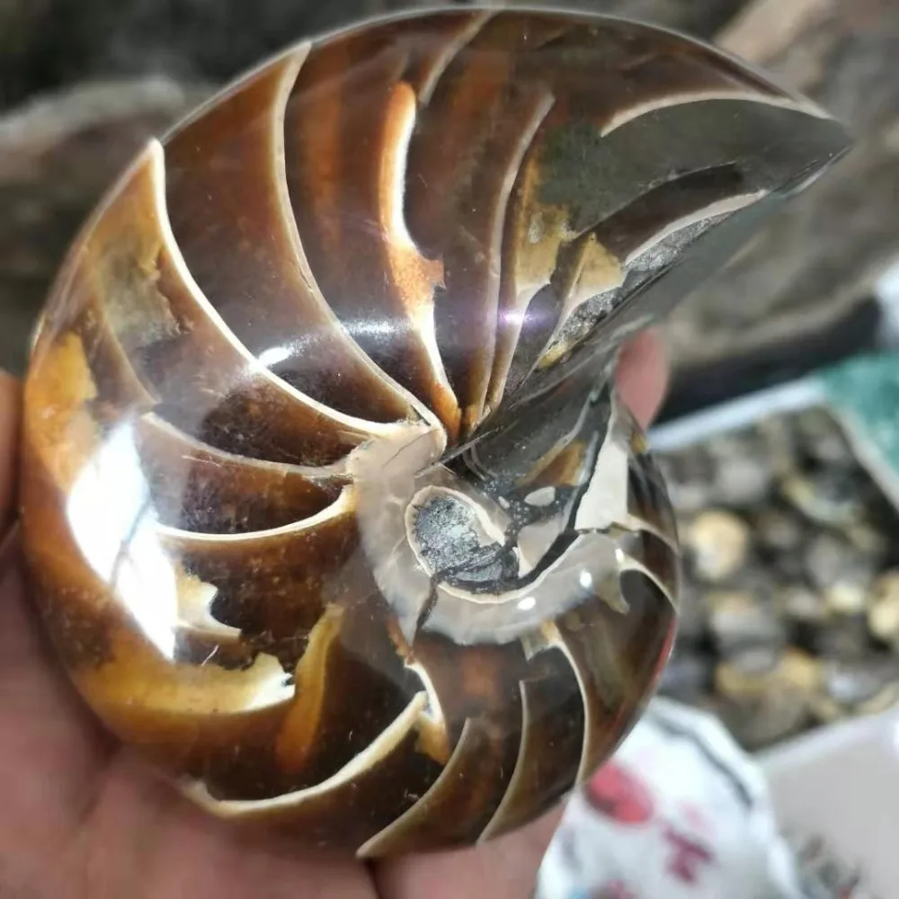 Натуральный Полированный nautilus Snail Fossil Conch аммонит окаменелость для украшения 300 г