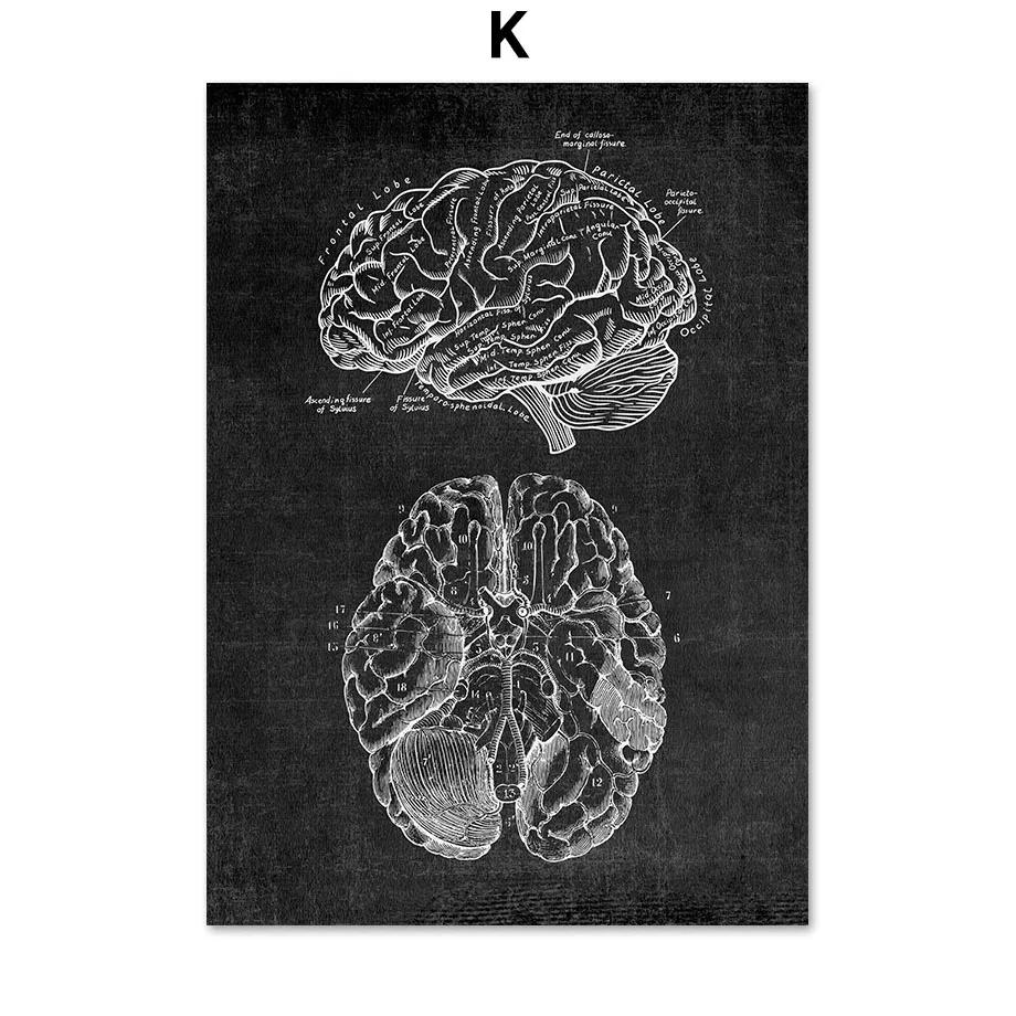 K Мышечная Лапка, сердце, анатомический скелет, настенный арт, холст, живопись, скандинавские плакаты и принты, настенные картины для доктора, офисный Декор - Цвет: K