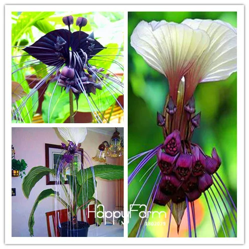 Самая низкая цена! 100 шт. Свежие Редкие Tacca Integrifolia Бонсай легко посадки цветок semillas,# PH655B