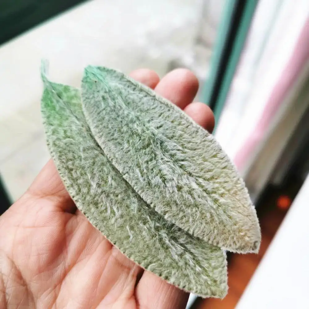 20 шт. сохраненные настоящие листья Stachys Lanata природный свежий вечный цветок розы