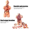Anatomical Human Torso Body Model Anatomy Internal Organ Medical Teaching Mold Parent-child Interactive Children Educational Toy 6