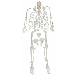 Modelo de dispersión de huesos del cuerpo humano (natural, grande), materiales didácticos