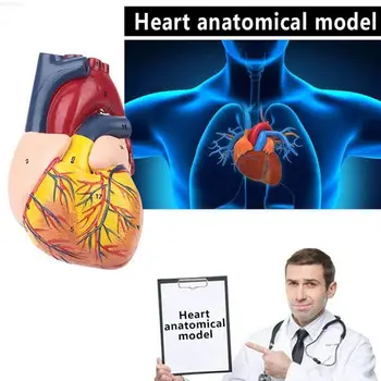 

Human Big Heart Anatomical Model Emulational Viscera Bracket With Models For Decor Medical Stand Logo Anatomy Teaching 34 O X2Y3