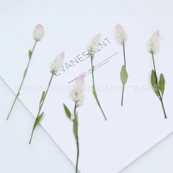 

Cockscomb Dried Flower Embossed Photo Frame Greeting Card Bookmark DIY Handmade Glue Material