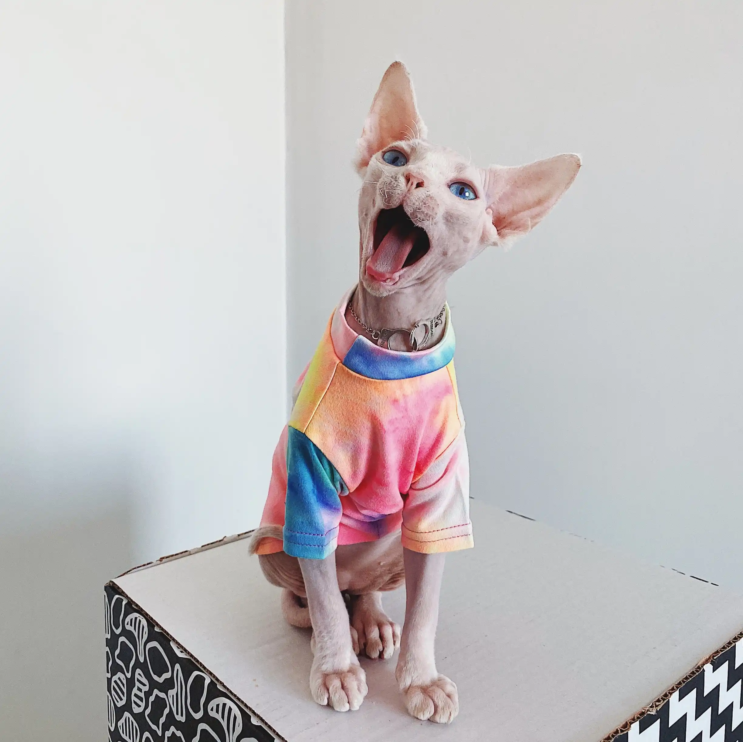 sphynx cat outfits