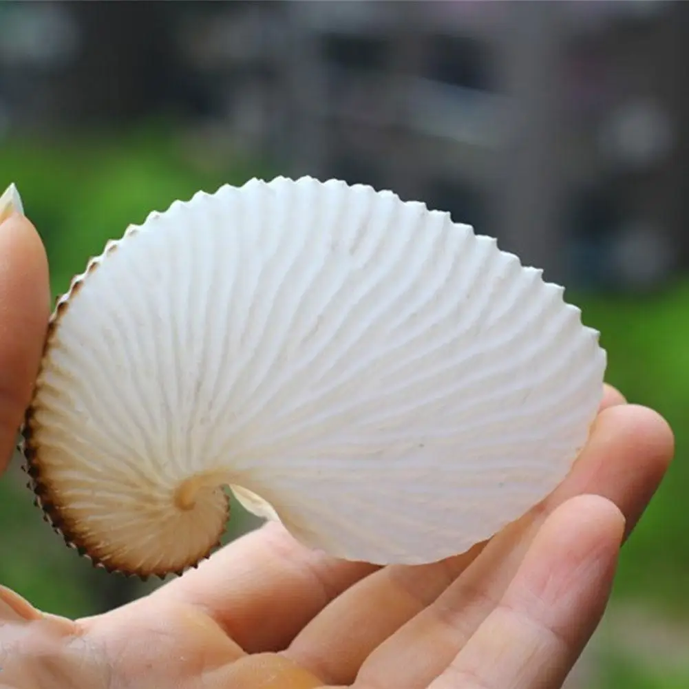 1PCS 5cm Natural Conch Shell Mediterranean Terraces Wall Decoration Collection Gifts Large Octopus Coral Snail Shells Specimens natural shell ornaments