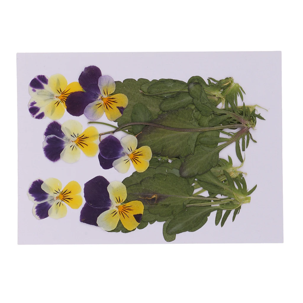 12x Pressed Dried Flowers Pansy Leaf Scrapbooking for Resin Jewelry Craft Photo Frame DIY Jewelry Making