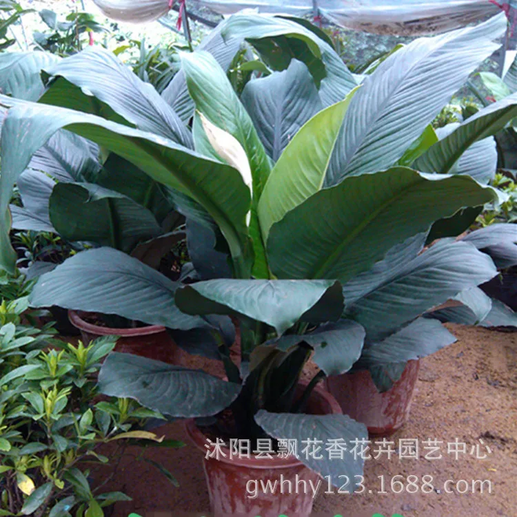 

Indoor Balcony Flower Green Vegetation Bonsai Hulk Potted Plant Big Leaf Evergreen Plant Purification Air Absorb Formaldehyde