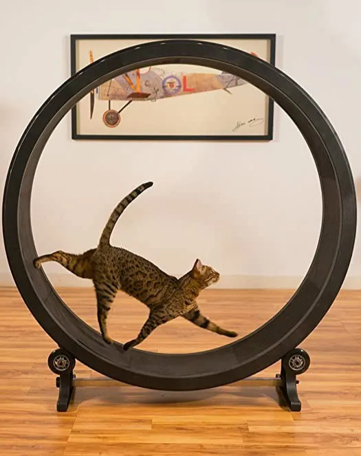 cat treadmill wheel