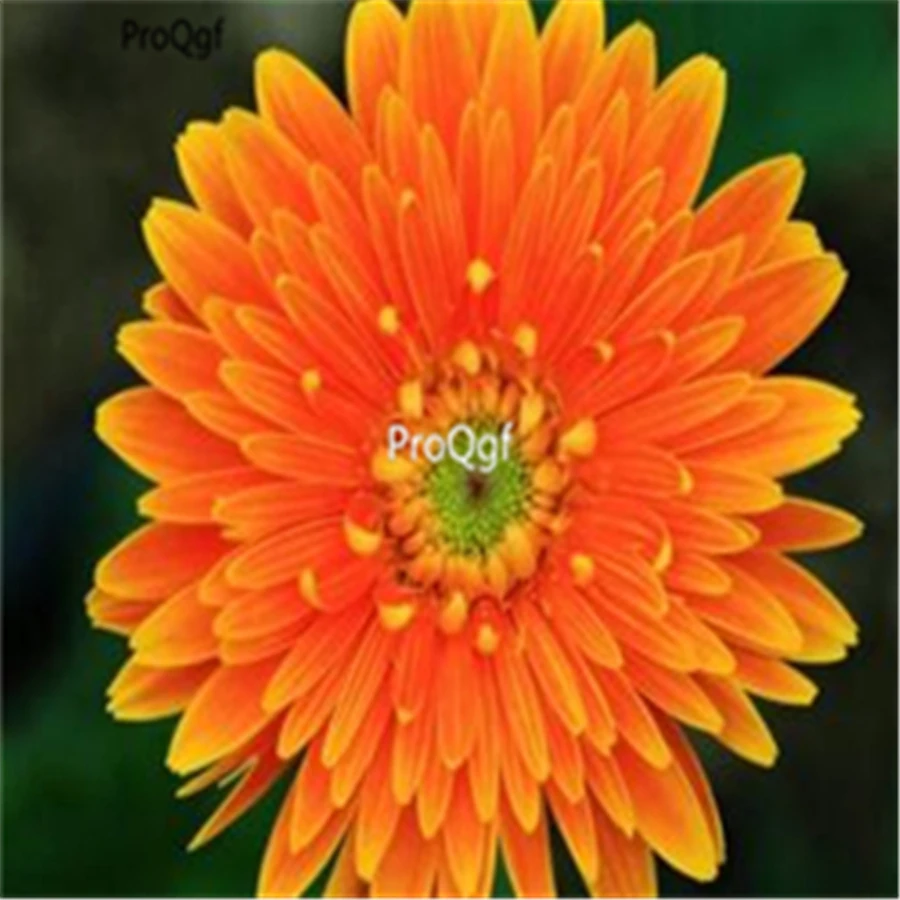 Ngryise 3000 шт Gerbera jamesonii