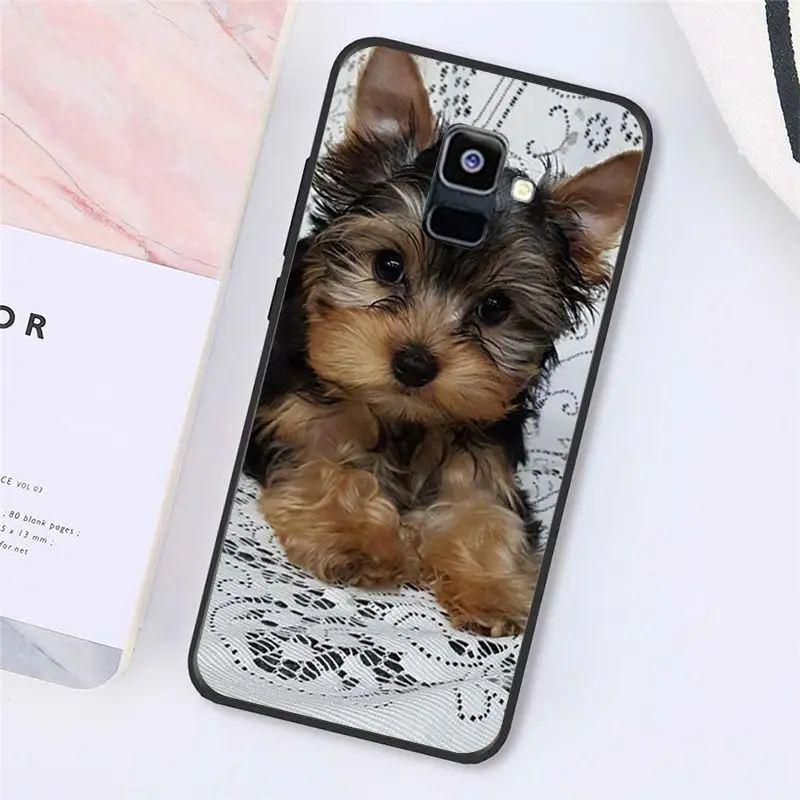 Yorkshire terrier dog