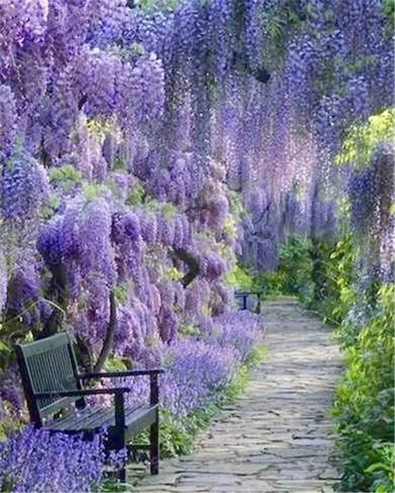 

10 pcs Wisteria