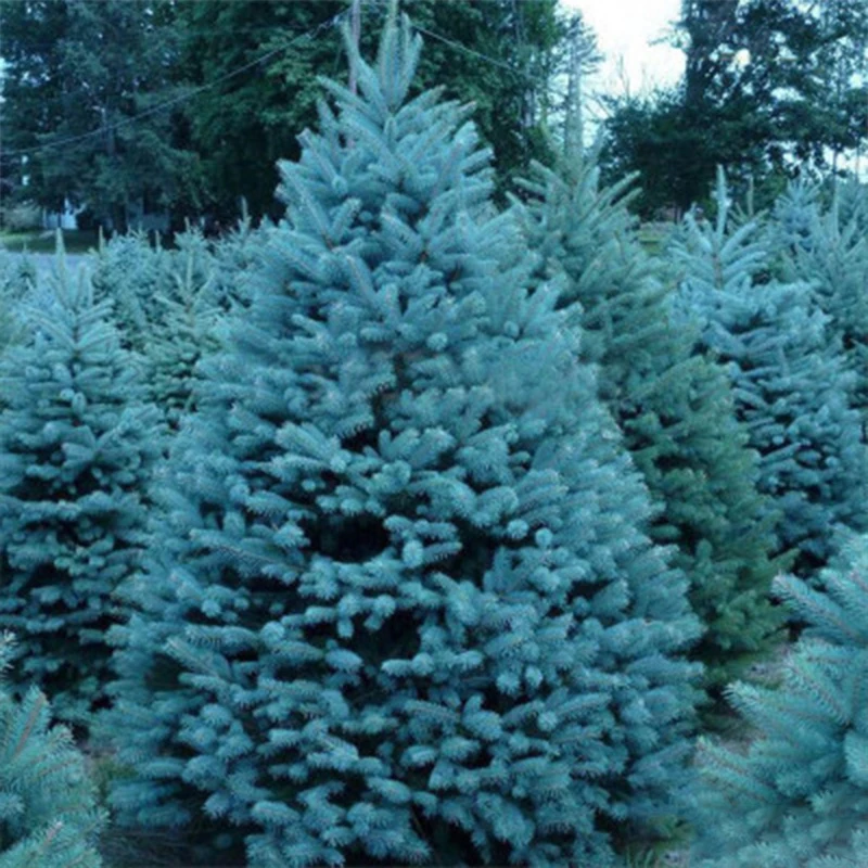 

Bonsai Seedlings Seedsplants Spruce 20Pcs Bonsai Tree Garden Decoration Garden Decor Indoor Plants Tuin Decoratie Flower Plantas