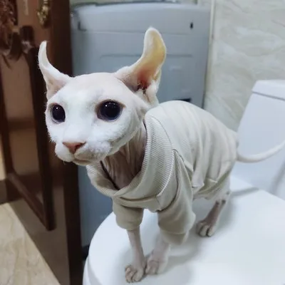 sphynx cat clothes