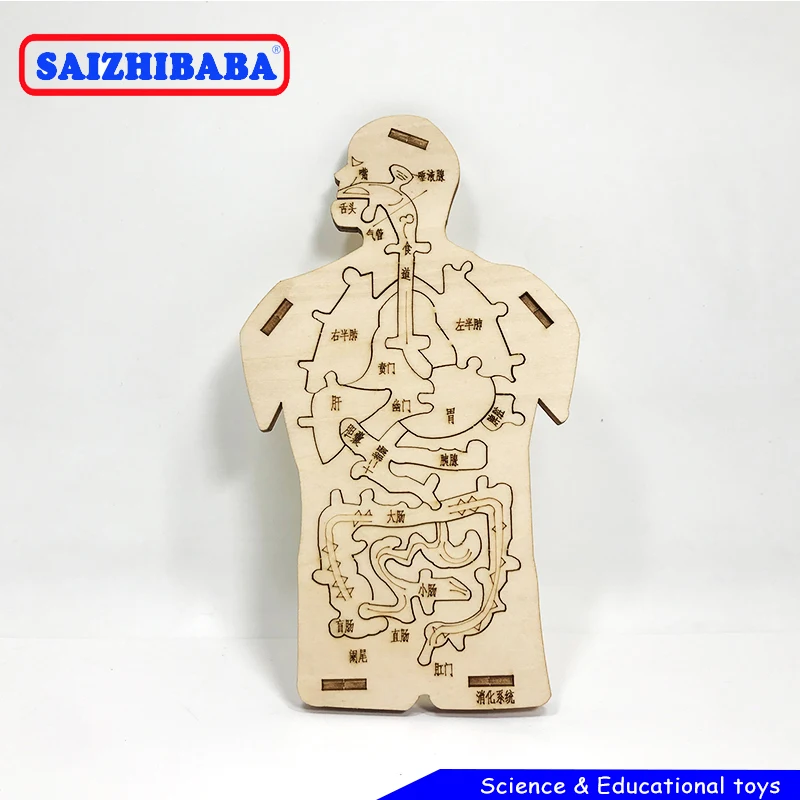 Saizhibaba Diy Wooden Human Digestive System Puzzle Developing Intelligent Toys Model Toy STEM Learning Educational Gift |
