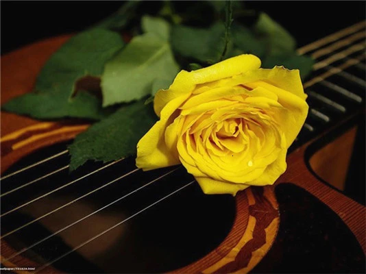 Huacan-5D-DIY-Diamond-Painting-Flower-Rose-Full-Drill-Square-Diamond-Embroidery-Cross-Stitch-Rhinestone-Picture.jpg_.webp_640x640 (4)