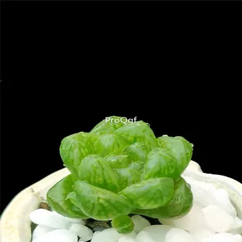 

Ngryise 8Pcs A Set Haworthia cymbiformis