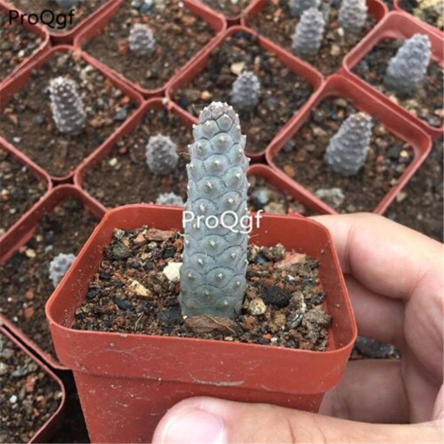 Prodgf 2 шт набор songli Opuntia