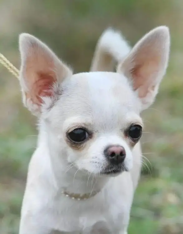 QQ截图20191018120150