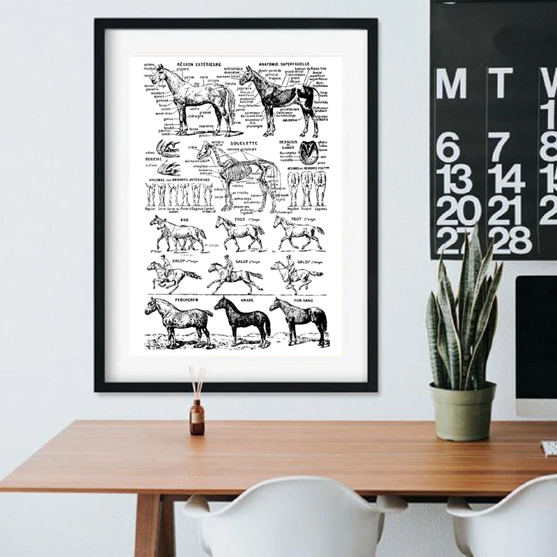 Лошадь печати черный и белый ветеринарный медицинский плакат лошадь Анатомия иллюстрация стены художественное полотно живопись Настенный декор