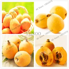 Loquat дерево, 5 шт./ПАКК, высокое качество Флорес Loquat плантас фруктовый Плант, Бонсай завод для домашнего сада, сладкие фрукты