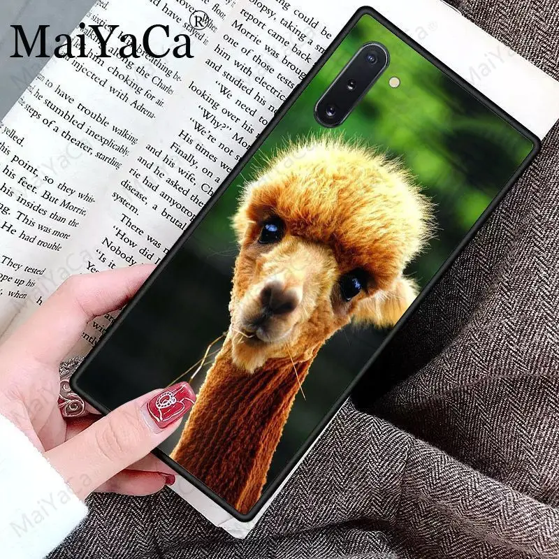 Cute Goat Meme Alpaca
