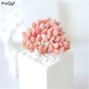 

Ngryise 10cs A Set Graptopetalum Ellen
